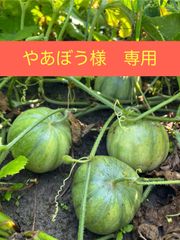 【やあぼう様専用】マクワウリ