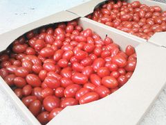 ミニトマト「純あま」3kg クール便 プリッと食感甘くて美味しい　クール便発送