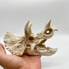 恐竜化石 レプリカ 縦43cm 横16.5cm 恐竜化石 レプリカ 縦43cm 横16.5cm - メルカリ