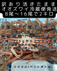 活きたまま発送　訳ありオオズワイ　オス　８尾～１６尾で２キロ