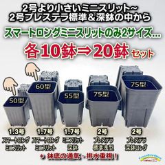 ●平日＊日中注文即日発送-スマートロングミニスリットのみ2サイズ50型・60型各10鉢⇒合計20鉢セット＊多肉植物・塊根植物コーデックス・アガベ・サボテン・ハオルチア・アデニウム・パキポディウム・実生＠フラワーショップ江口
