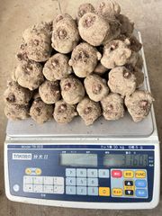 こんにゃく種芋(品種:あかぎ大玉)約3kg