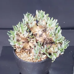 レア実生！　写真2-5枚目　チレコドン　ポドレイアエ　多肉植物　塊根植物　実生 レア実生！ 写真2-5枚目 チレコドン ポドレイアエ 多肉植物 塊根