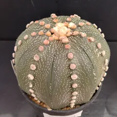 特選苗　スーパー兜 ヒトデタイプ　大疣（全幅10cm）自家繁殖苗　大株　美株 特選苗 スーパー兜 ヒトデタイプ 大疣（全幅10cm）自家繁殖苗 大