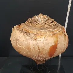 f*u様 オークション！ 特大 ブーファン ハエマンソイデス 現地株 現地球 塊 ハエマンソイデス ブーファン 特大現地球 発根済み 塊根植物専門