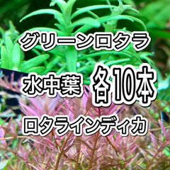グリーンロタラ、ロタラインディカ　各10本