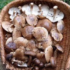 天然きのこ124　ハタケシメジ、クリタケ1kg