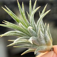 子株上＊ チランジア イオナンタ アルバ Tillandsia ionantha Alba＊エアプランツ＠フラワーショップ江口