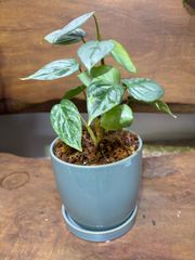 フィロデンドロン・ソディロイ　陶器鉢植え　稀少　観葉植物　インテリア　グリーン　個性的　斑入り　オシャレ