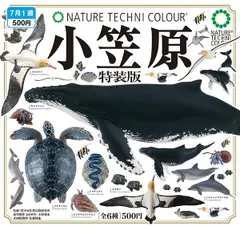 2025年最新】小笠原 ムラサキオカヤドカリの人気アイテム - メルカリ