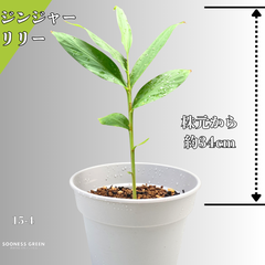 【沖縄育ち】約34cm ジンジャーリリー 苗 観葉植物 15-4