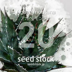 2025年最新】アガベモンタナの人気アイテム - メルカリ
