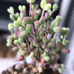 新入荷　ドロサンテマ　キラキラ丸くてコロコロ　キャンディーボール錦　抜き苗1株