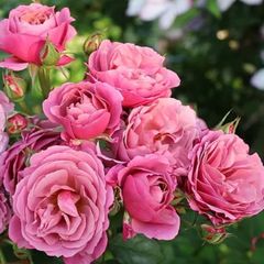 バラ苗 和バラと バラ挿し木 和バラ 和薔薇 挿し木 苗 ⑤ - メルカリ