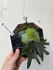 P1346 ビカクシダ ウィリンキーシルバーフェニックス P