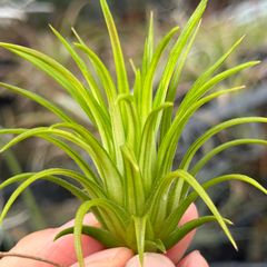 綺麗な斑入＊ ホワイト率多め＊ 特大＊ チランジア イオナンタ ヴァリエガータ (バリエガータ)  Tillandsia ionantha Variegata＊エアプランツ＠フラワーショップ江口
