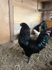 【数量限定】すぐ早速可能！平飼い卵　アローカナ　有精卵のサムネイル