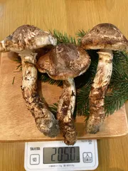 北海道産松茸 700ｇ 楽天市場】松茸 北海道の通販