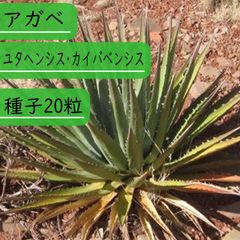 【種子】アガベ　ユタヘンシス・カイバベンシス 種子20粒【送料無料】