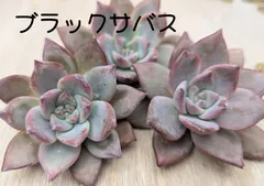2025年最新】ブラックサバス多肉の人気アイテム - メルカリ