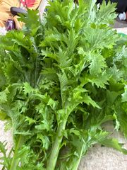 令和7年分終了です　新鮮野菜　わさび菜たっぷりプラス