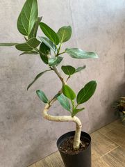 フィカス　ベンガレンシス　５号サイズ　曲がり　オシャレ　インテリア　観葉植物　植物