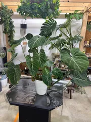 超希少❗️フィロデンドロン　グロリオーサム　ゼブラ✨ 2025年最新】フィロデンドロン グロリオーサム ゼブラの人気