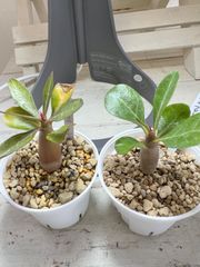 塊根植物　実生アデニウム　オベスムとマルチフローラム2苗！