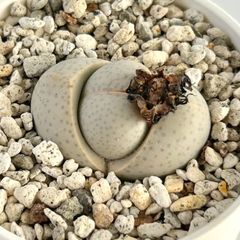 【多肉植物】ディンテランサス・幻玉  Dintheranthus wilmotianus