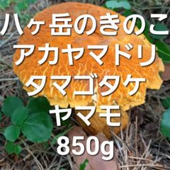 天然きのこ 2 アカヤマドリ、タマゴタケ、ヤマドリタケモドキ
