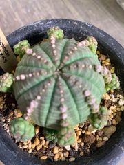 ユーフォルビア　子吹きオベサ　多肉　多肉植物　３号鉢