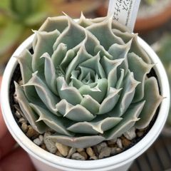 ★原種エケベリア！★シムランスラグナサンチェス 実生 多肉植物（抜き苗）ケーレス 自家実生苗
