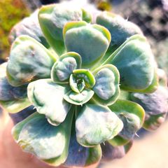 多肉植物 エケベリア ホワイトスノー 抜き苗 - メルカリ