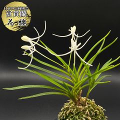 再入荷】希少 モジャマトフィラム｜吊るして楽しむ、モダンな