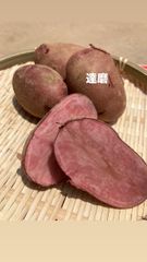 紅様専用 A級品 達磨とシャドークイーン 5kg
