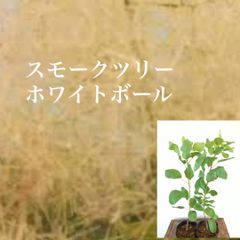 スモークツリー　ホワイトボール　苗・苗木　★育て方用紙付き　★40㌢程