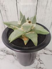 【大株 良型 厳選選抜株】花牡丹 アリオカルプス サボテン Ariocarpus