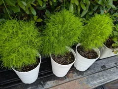 コキアの種　約1,000粒のサムネイル