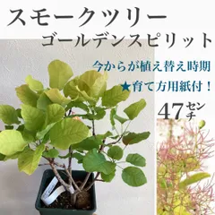 2024年最新】スモークツリー鉢植えの人気アイテム - メルカリ