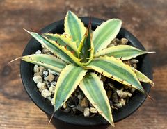 Agave/アガベ キシロナカンサ/フロストバイト 美株！ 発根済み 送料込み