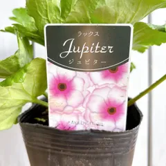 2025年最新】ラナンキュラスラックス球根の人気アイテム - メルカリ