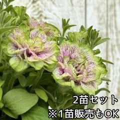 鉢花 ERIRA 楽天市場】植え込んでお届け鉢花【エリカ属】エリカストロベリー