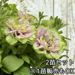 2025年最新】水やり花子の人気アイテム - メルカリ
