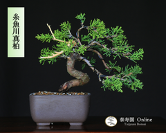 糸魚川真柏 小品盆栽【泰寿園 Online】 現品 一点物 真柏 松柏 松 初心者 室内 鑑賞 趣味 卓上盆栽 盆栽鉢 グリーン 和 ギフト プレゼント 贈答品 ミニ盆栽 誕生日 母の日 父の日 敬老の日 記念日 お祝い 優良葉性 インテリア 29