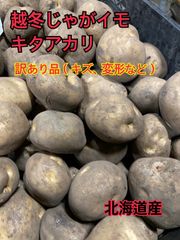 ●訳あり品 じゃがいも キタアカリ ●10キロ ●北海道 ジャガイモ