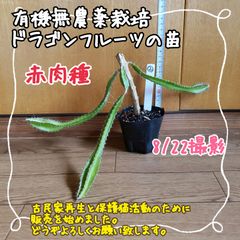 【発根＆新芽3本♡】無農薬栽培 ドラゴンフルーツ(赤)の苗②