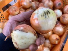 《予約販売 / 訳あり》淡路島『歩』玉ねぎ　5kg【兵庫県淡路島産】