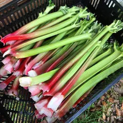 金赤ガラス脚付きコンポート　時代物 2025年最新】コンポート 金赤の人気アイテム - メルカリ