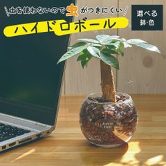 観葉植物 ハイドロボール ハイドロカルチャー パキラ 土をつかわない ミニ観葉 母の日 ギフト プレゼント 誕生日 初心者 小さい おしゃれ 開店祝 お祝い 卓上 玄関 リビング インテリア リビング 送料無料