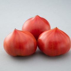 愛知県田原産　ファーストトマト　約4ｋｇｘ1ケース　 生産量が少なく希少価値です
